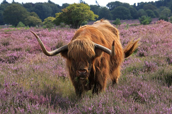 schotse hooglander in heideveld