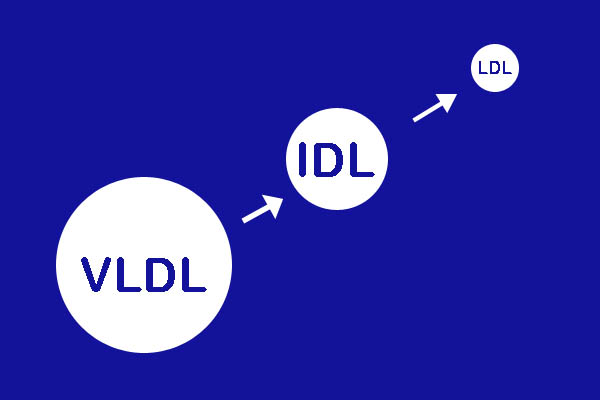 remodeling vldl